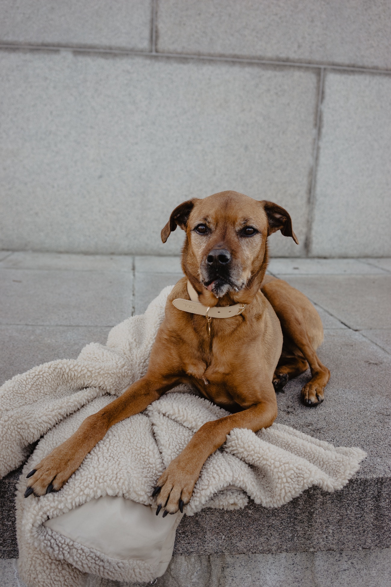Should my pet travel with me internationally